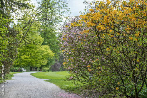 Yellow azalea shrub in full bloom along a park pathway