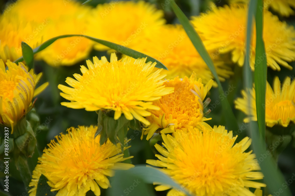 Naklejka premium Close up of blooming yellow dandelion flowers Taraxacum officinale in garden on spring time. Detail of bright common dandelions in meadow at springtime. Used as a medical herb