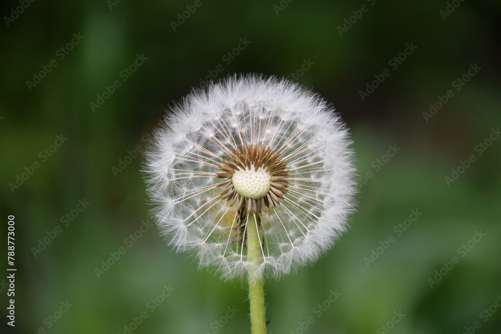 Close up of blooming yellow dandelion flowers Taraxacum officinale in garden on spring time. Detail of bright common dandelions in meadow at springtime. Used as a medical herb Close up of blooming yellow dandelion flowers Taraxacum officinale in garden on spring time. Detail of bright common dandelions in meadow at springtime. Used as a medical herb