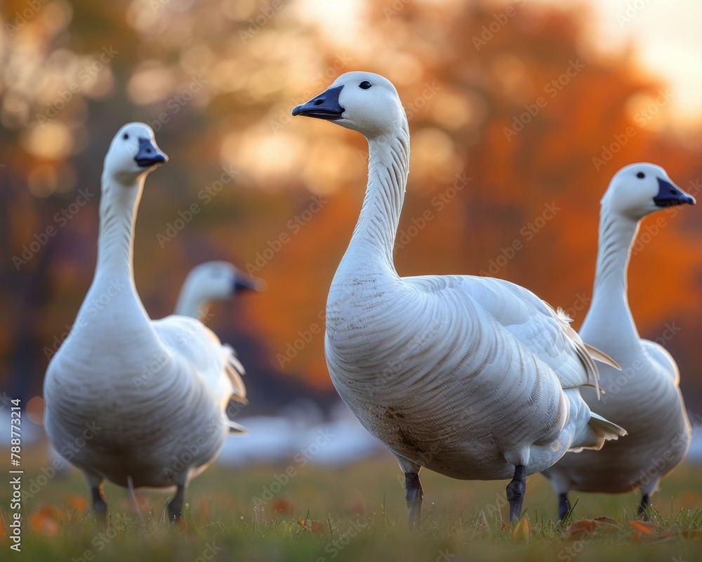 A group of four white ducks standing in a grassy field. AI. A group of four white ducks standing in a grassy field. AI.