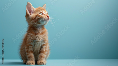 Small Munchkin cat with its short legs making it look particularly adorable on a pale blue background. Cute and unique breed concept for design and print photo