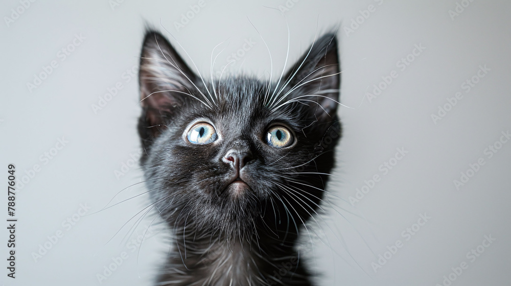Black kitten with striking blue eyes on a light grey background. Intriguing pet gaze concept for design and print.