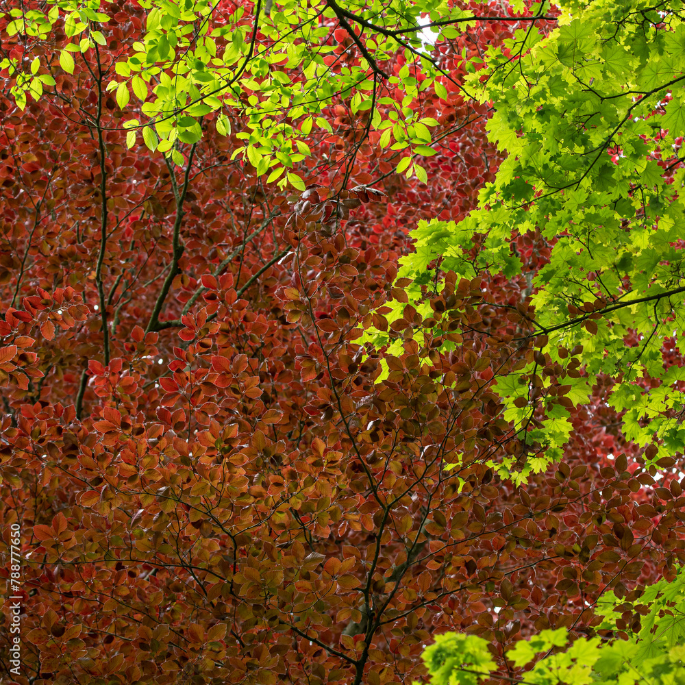 Nature's Palette: Red Beech foliage vs. Green Maple foliage Nature's Palette: Red Beech foliage vs. Green Maple foliage