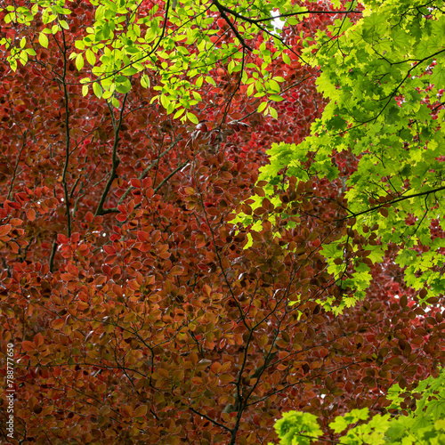 Nature's Palette: Red Beech foliage vs. Green Maple foliage