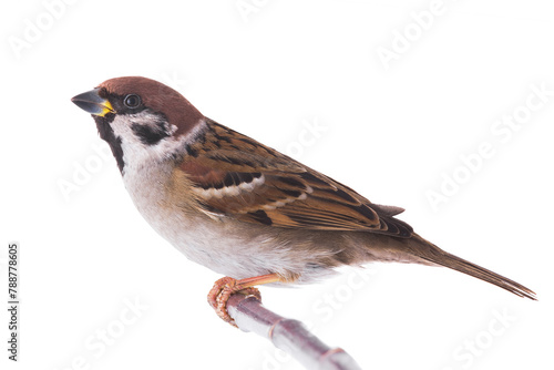 two sparrow © fotomaster