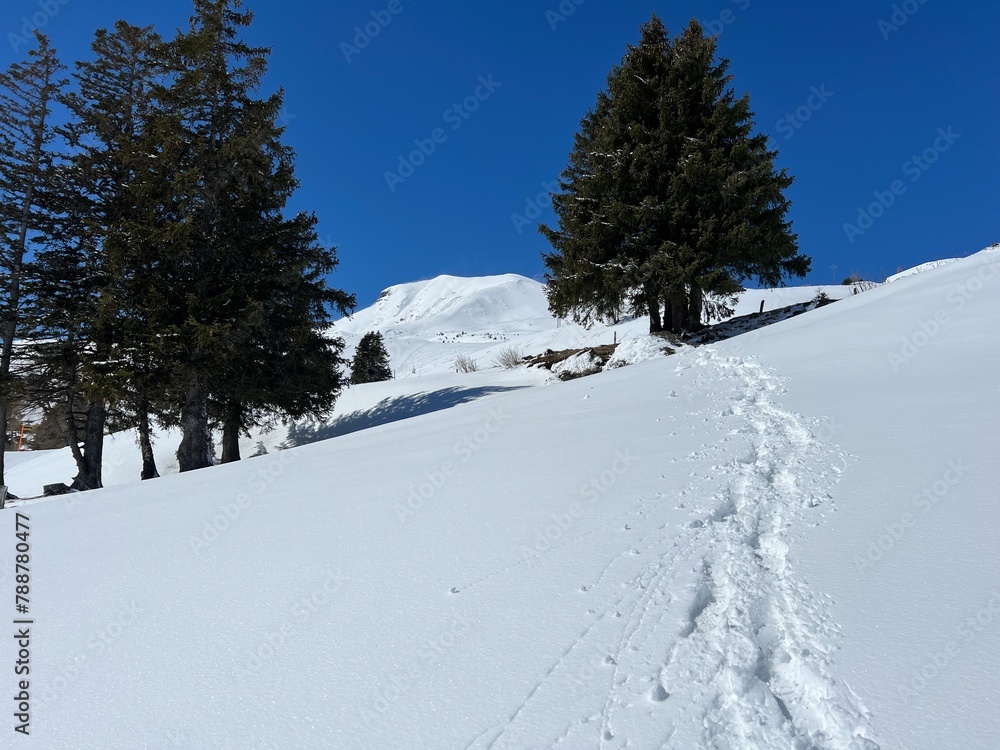 Obraz premium Wonderful winter hiking trails and traces after the winter snowfall above the tourist resorts of Valbella and Lenzerheide in the Swiss Alps - Canton of Grisons, Switzerland (Schweiz)