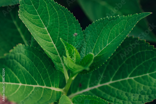 Wallpaper Mural close up of a leaf Torontodigital.ca