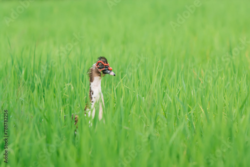 Wallpaper Mural duck on a grass Torontodigital.ca