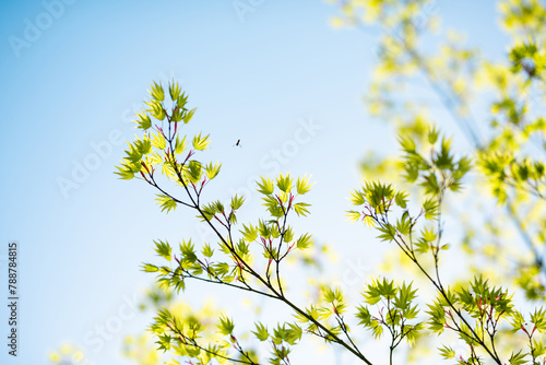 Beautiful tree branch with young leaves. Springtime. Beautiful picturesque spring background in Japanese style. Shallow depth of field. Macro. © Tryfonov