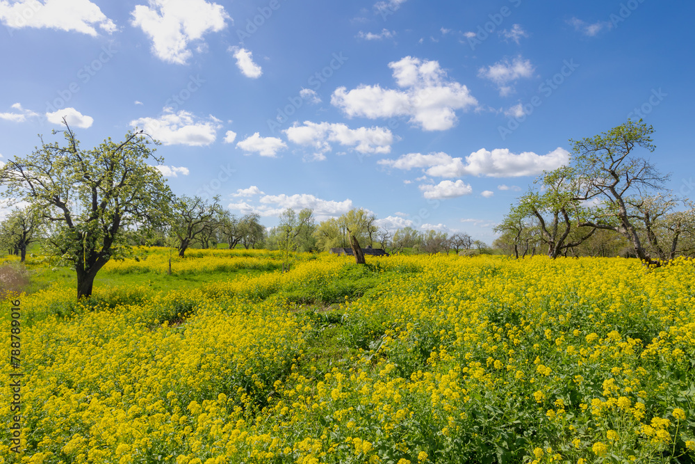Spring landscape, Golden yellow flowers and blue sky, White mustard (Sinapis alba) is an annual plant of the family Brassicaceae, Rapeseed or Oilseed rape, Groeneweg, Schalkwijk, Utrecht, Netherlands. Spring landscape, Golden yellow flowers and blue sky, White mustard (Sinapis alba) is an annual plant of the family Brassicaceae, Rapeseed or Oilseed rape, Groeneweg, Schalkwijk, Utrecht, Netherlands.