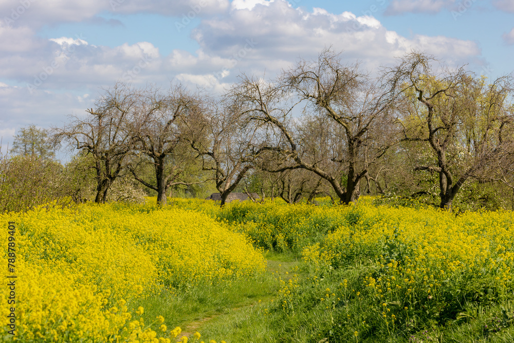 Spring landscape, Golden yellow flowers and blue sky, White mustard (Sinapis alba) is an annual plant of the family Brassicaceae, Rapeseed or Oilseed rape, Groeneweg, Schalkwijk, Utrecht, Netherlands. Spring landscape, Golden yellow flowers and blue sky, White mustard (Sinapis alba) is an annual plant of the family Brassicaceae, Rapeseed or Oilseed rape, Groeneweg, Schalkwijk, Utrecht, Netherlands.
