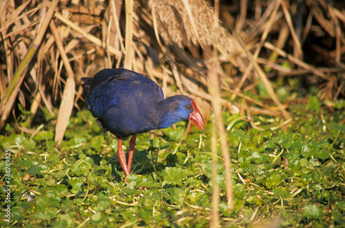 Schilderij op canvas Pollo sultano, Purple Swamphen, Talève sultane, Purpurhuhn (Porphyrio porphyrio)