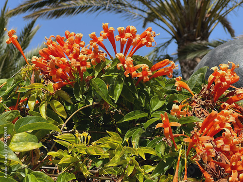Pyrostegia venusta oder Flammenwein leuchtend orange blühende Pflanze auf La Gomera photo