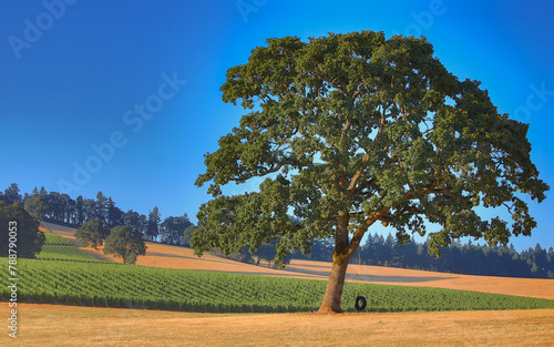Tree in an Oregon vineyard with blue sky on the background