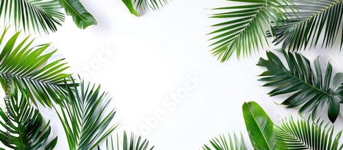 Tropical palm fronds against a white backdrop, representing the essence of summer. Flat composition from above, with empty space for text. © Vusal