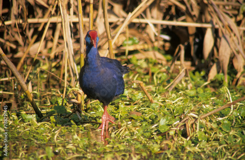 Schilderij op canvas Pollo sultano, Purple Swamphen, Talève sultane, Purpurhuhn (Porphyrio porphyrio)