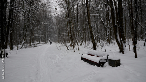 Russia. Moscow. Winter Alley in Bitsevsky Forest