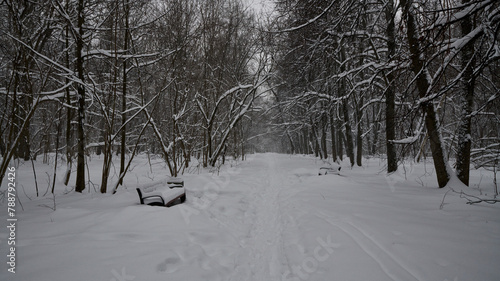 Russia. Moscow. Winter Alley in Bitsevsky Forest