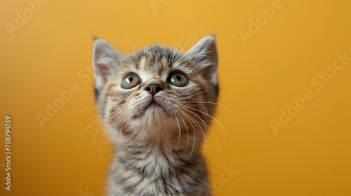 Tabby kitten with a curious gaze on a mustard yellow background. Inquisitive young pet concept for design and advertising.