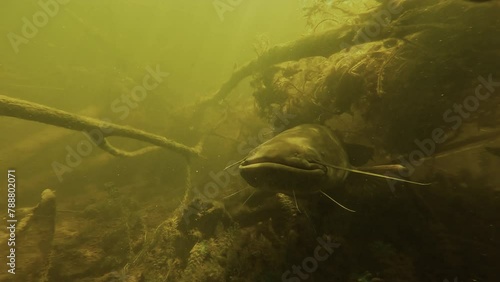 Slow approach to a giant catfish resting between two waters amidst the branches of a submerged tree. Check my gallery for similar footage.. photo