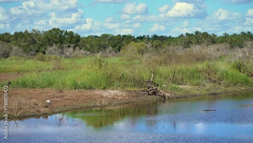 Florida subtropical wetlands with green jungle palm trees and wild vegetation in southern USA. Dense rainforest ecosystem photo