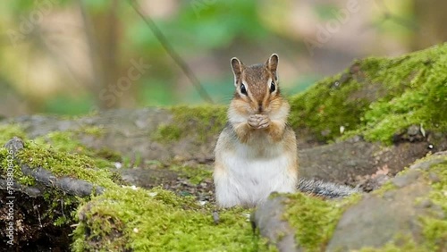 Siberian chipmunk (Eutamias sibiricus) standing on the mossy woods ground eating photo