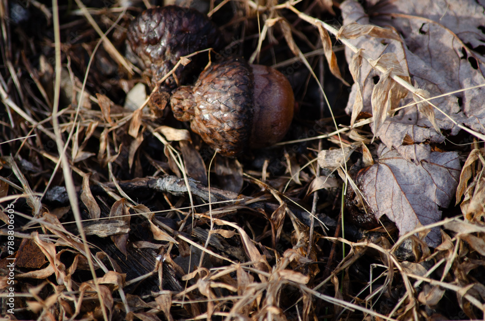 Acorns resting among autumn leaves Acorns resting among autumn leaves