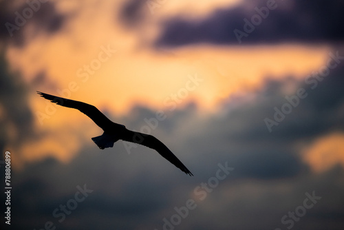 a bird flying high above the clouds during sunset by itself