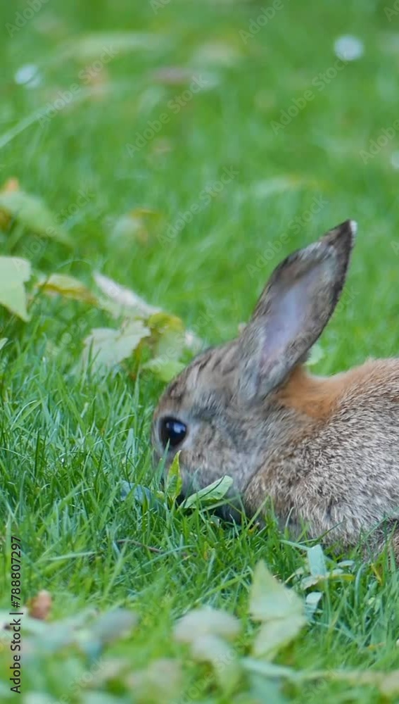 Vertical shot of a cute rabbit eating from grass in park Vertical shot of a cute rabbit eating from grass in park