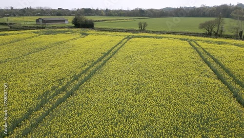 Drone view of a rapeseed Oil field in spring in the UK countryside photo