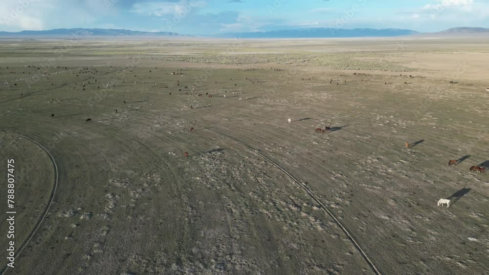 Drone shot of a field in Northern Nevada filled with horses and cows. Drone shot of a field in Northern Nevada filled with horses and cows.