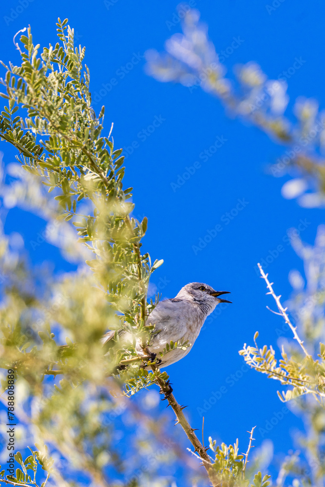 Ταπετσαρία Arizona desert songbird singing