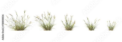 Astrebla lappacea, curly Mitchell grass, bushes, shrubs, evergreen, small tree, bush, tree, big tree, light for daylight, easy to use, 3d render, isolated