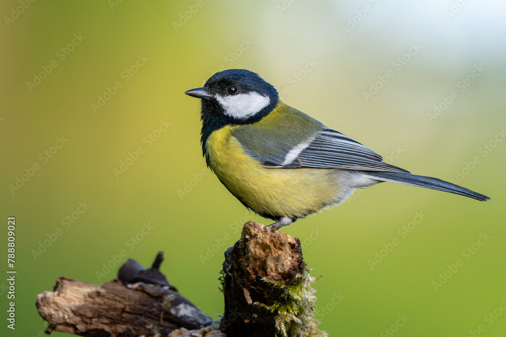 Obraz premium Kohlmeise sitzt auf einem alten Baum