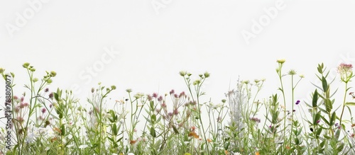 Grass and wild flowers line the edges of a white background.