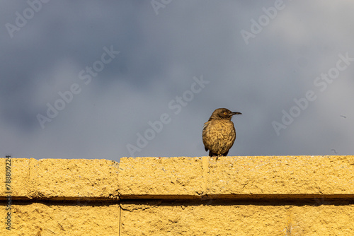 Lesser Goldfinch bird perched on wall