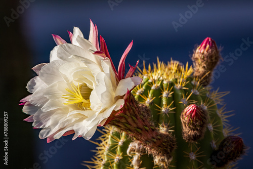 Saguaro cactus beautiful flower in bloom