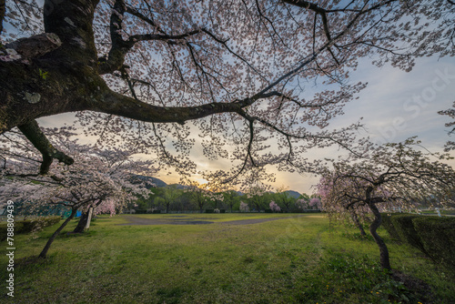 Park surrounded by cherry blossoms