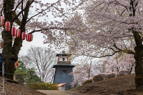 Numta park cherry blossoms and festival lamps