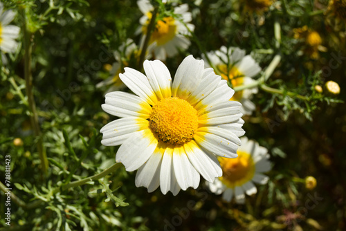 Flor margarita en primer plano al detalle en primavera, con fondo verde