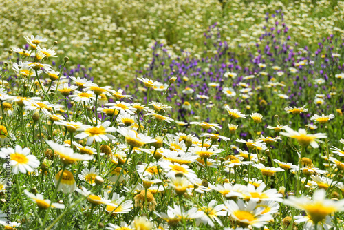 Campo de flores margaritas en primavera, junto con flores silvestres violetas