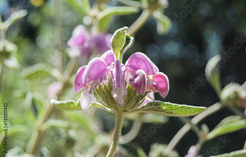 Flor rosa primaveral en primer plano