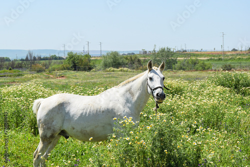 Caballo blanco rodeado de flores, campo de margaritas