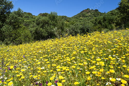 Campo de flores margaritas amarillas con una ermita de fondo
