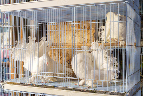 Close-up view of two magnificent white pigeons in a cage at the bird market, Souq Waqif bazaar, Doha, Qatar