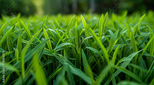 Closeup, grass and background with sunshine, nature and green growth with outdoor parkl. Lawn, meadow and environment for summer season, vibrant field or countryside for macro garden and earth photo