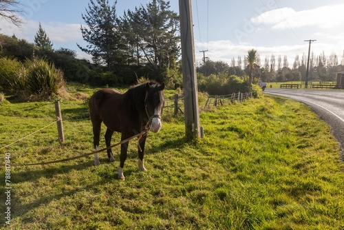 Horse on a paddock in the town of Broadwood, Broadwood, Northland, New Zealand. photo