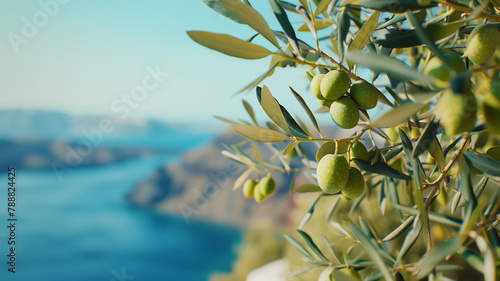 Green olives on the branch of an olive tree with sea on the background