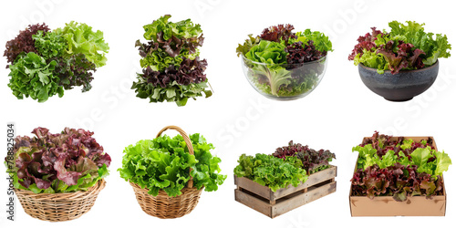 Fresh oak lettuce transparent sample mockup isolated png with no background.