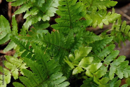 Landscape design concept with autumn fern fresh green plant growth closeup in garden.